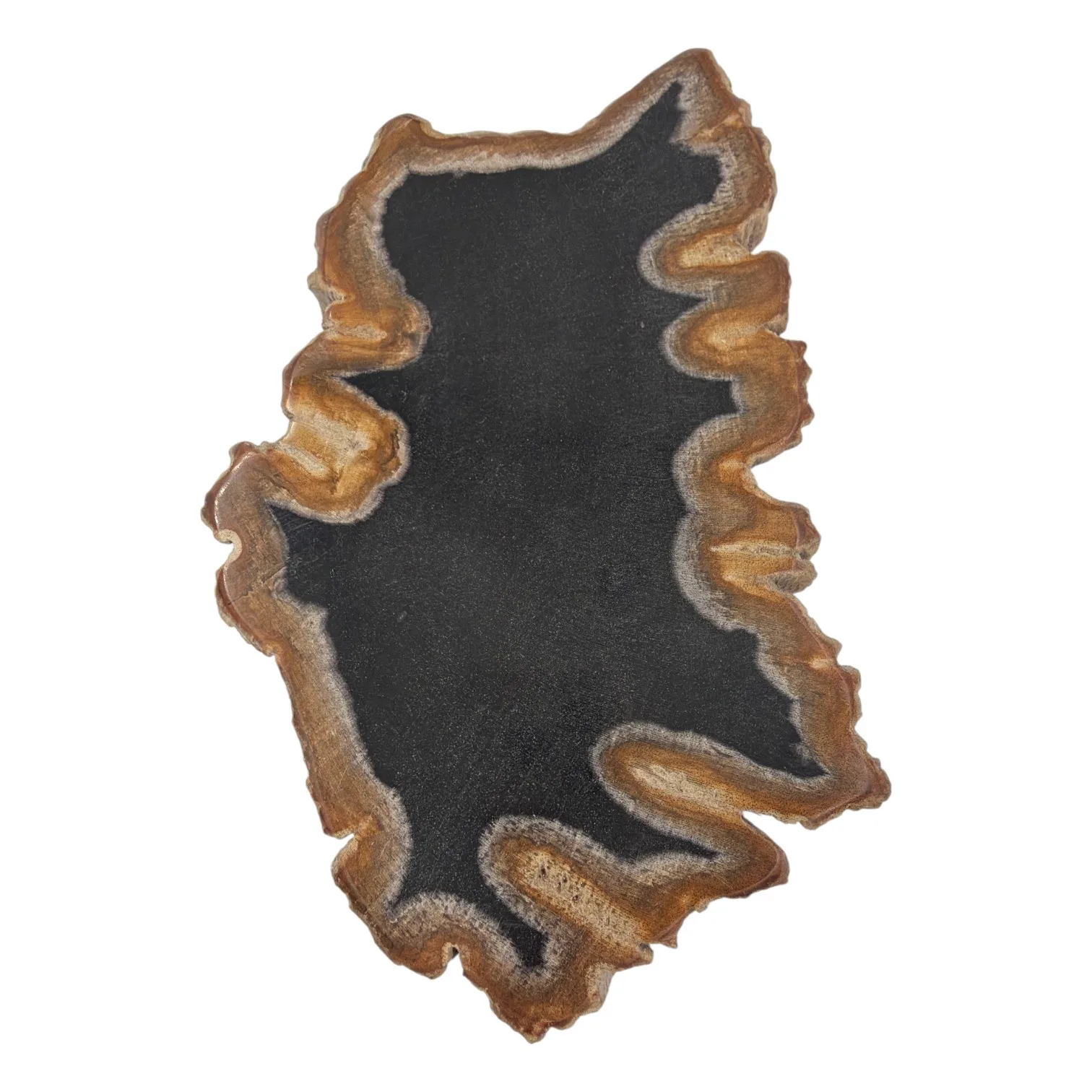 Versteend hout schijfje eenzijdig gepolijst - 594 gram - Afbeelding 2