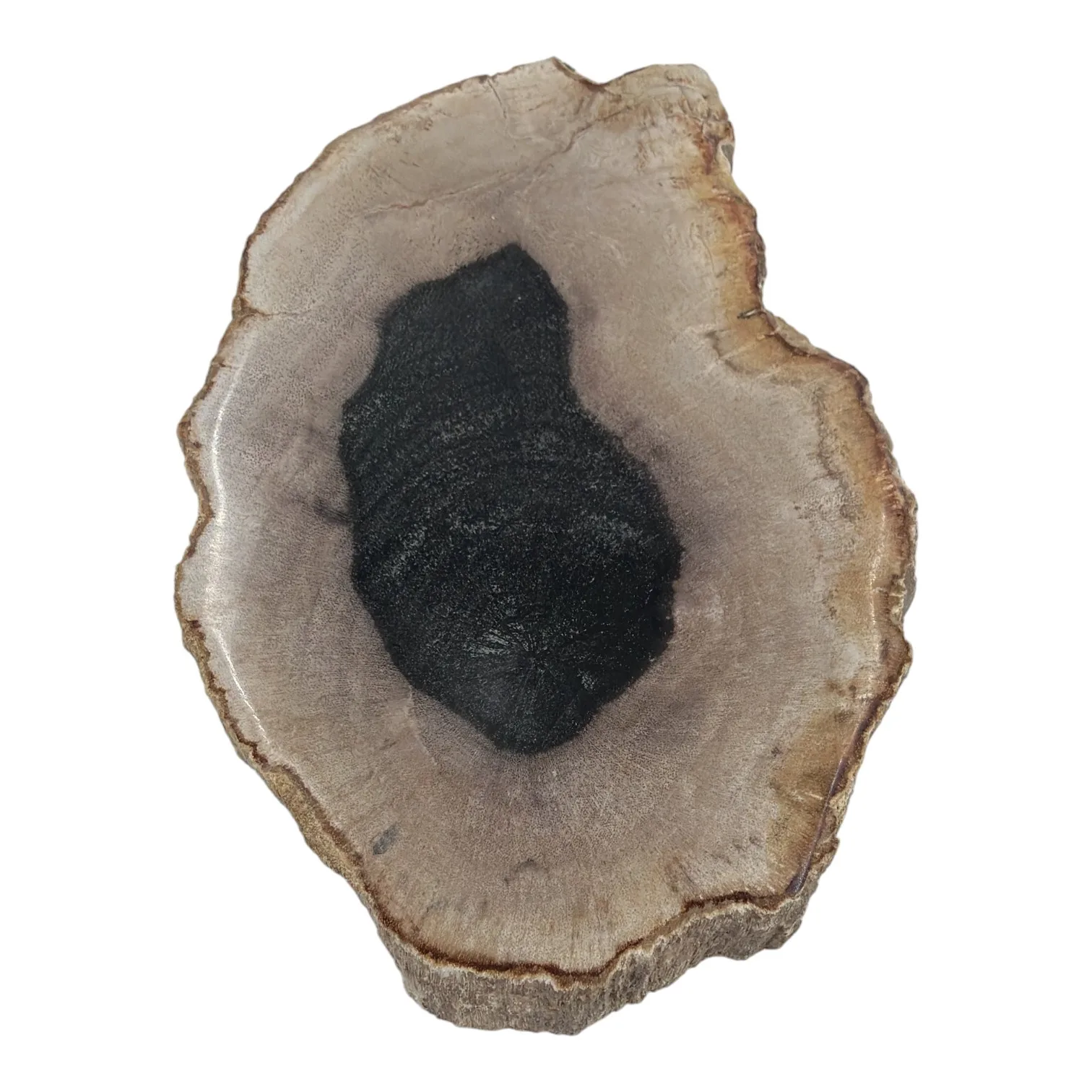 Versteend hout schijfje eenzijdig gepolijst - 360 gram - Image 2