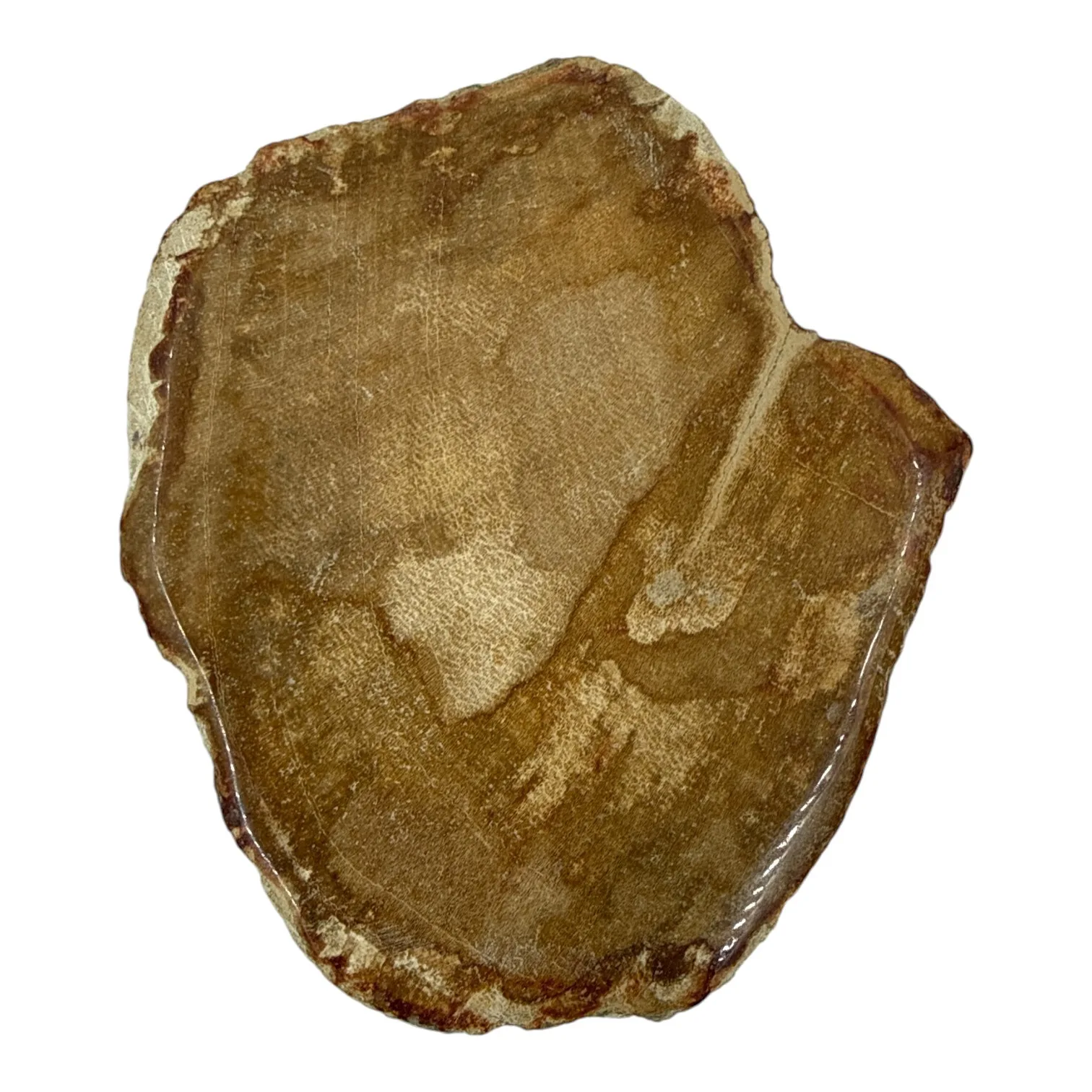 Versteend hout schijfje eenzijdig gepolijst - 148 gram - Afbeelding 2