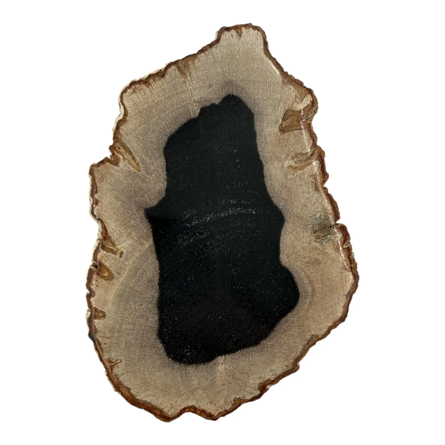 Versteend hout schijfje eenzijdig gepolijst - 466 gram - Image 2