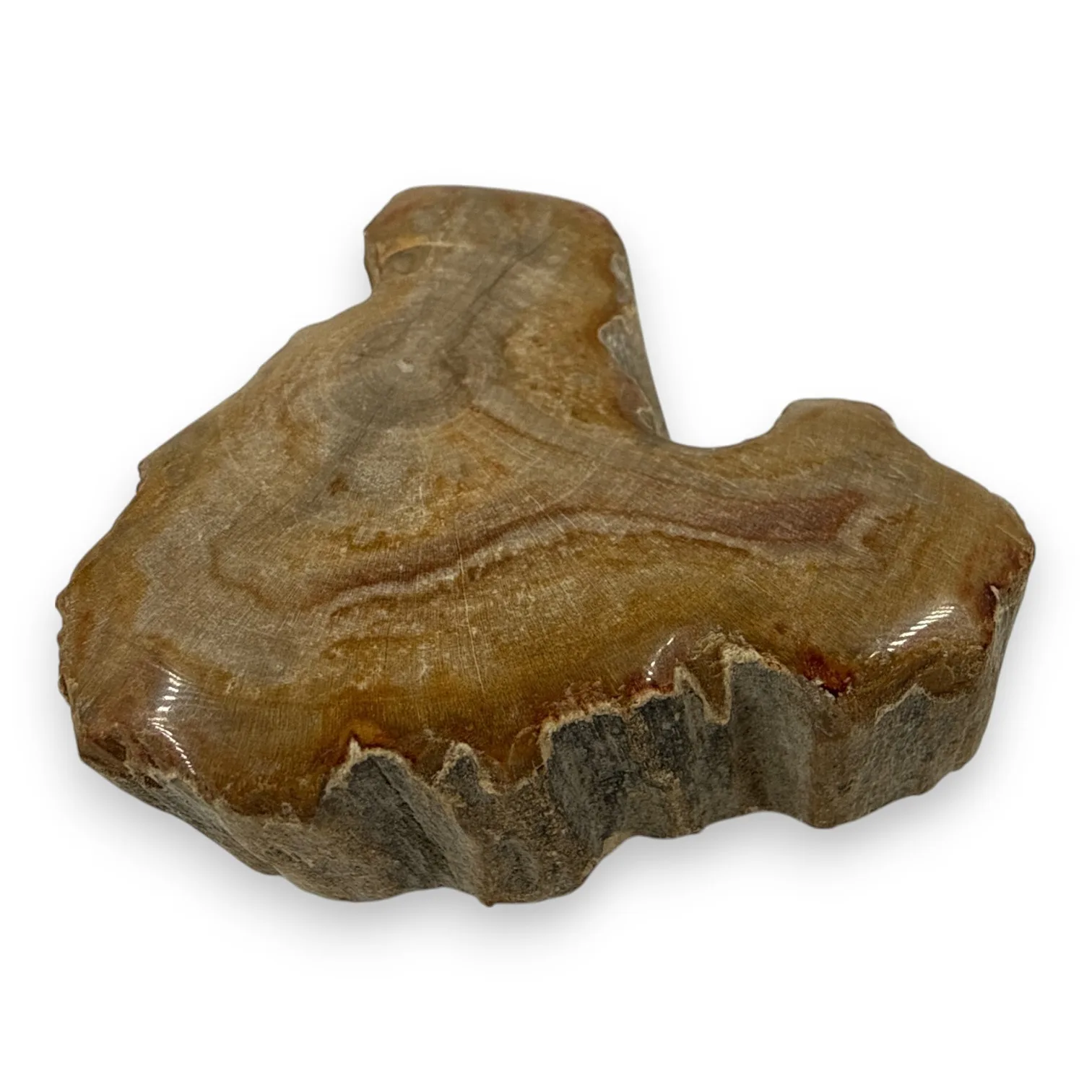 Petrified wood slice, polished on one side - 118 grams