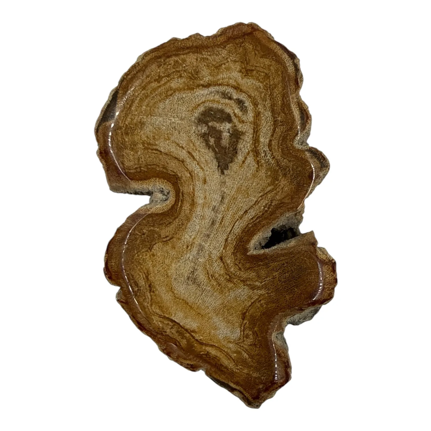 Versteend hout schijfje eenzijdig gepolijst - 108 gram - Afbeelding 2