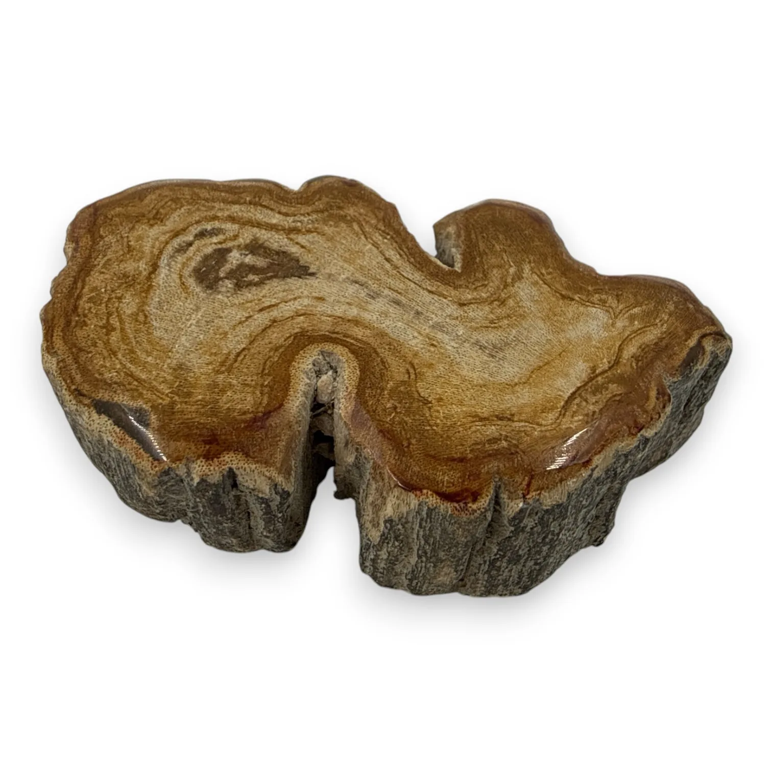 Versteend hout schijfje eenzijdig gepolijst - 108 gram