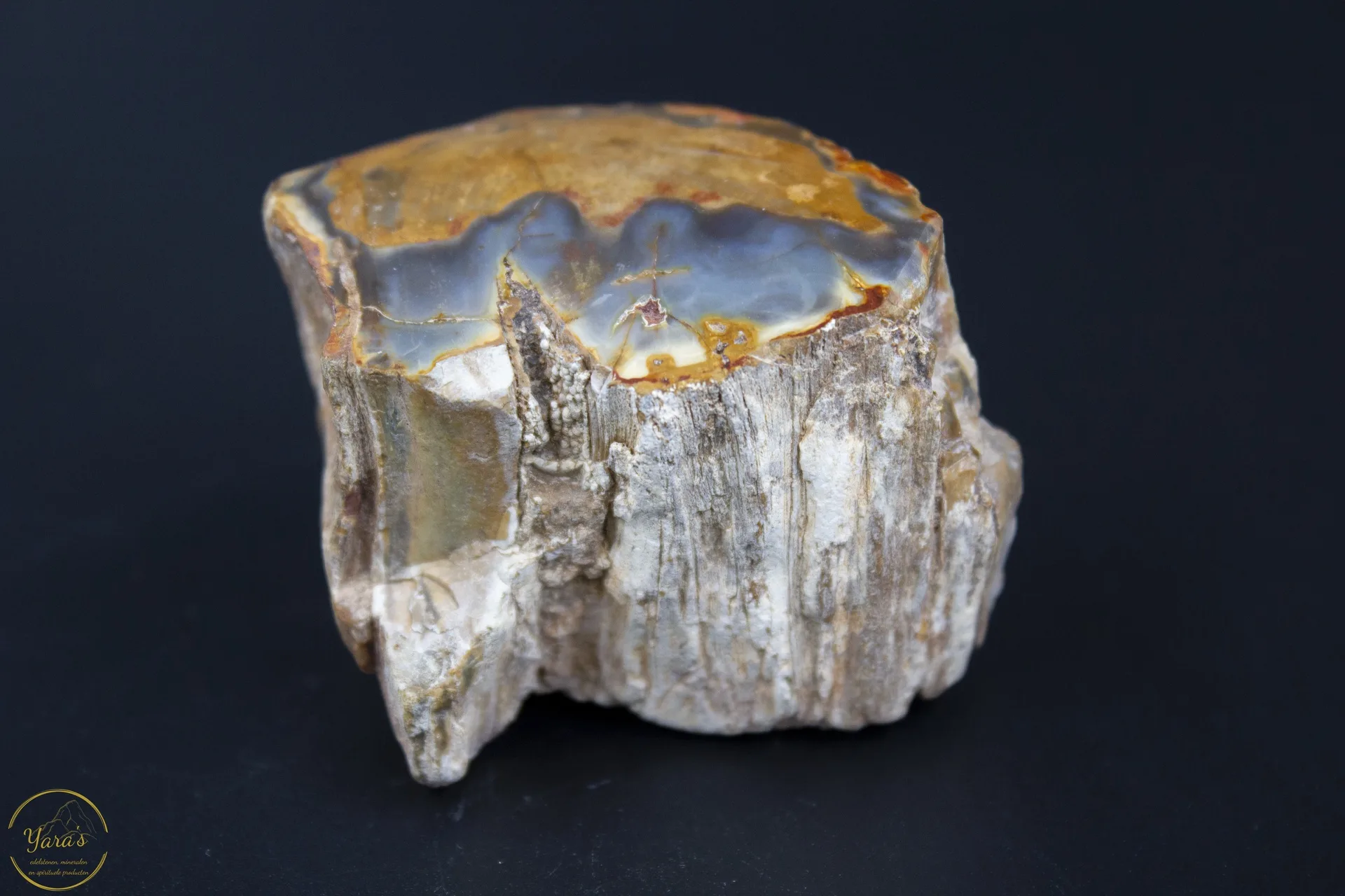 Versteend Hout Stronkje 118 gram