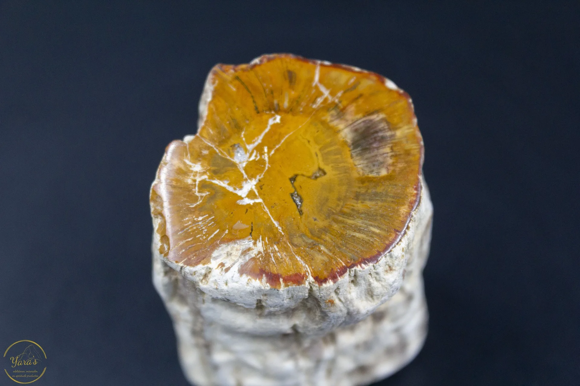 Versteend Hout Stronkje 146 gram - Afbeelding 5