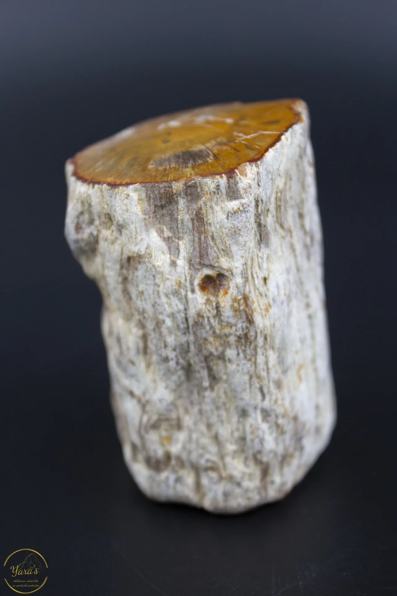 Versteend Hout Stronkje 146 gram - Afbeelding 4