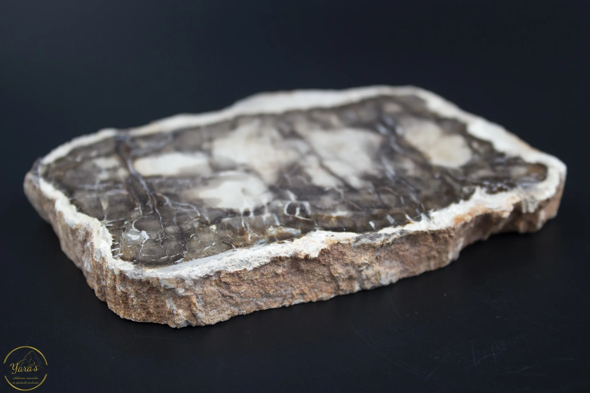 Versteend hout schijf 232 gram - Afbeelding 2