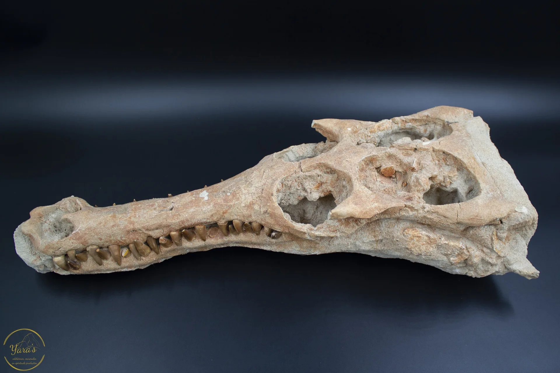 Krokodil Schedel Marokko 6.55 kg - Image 4