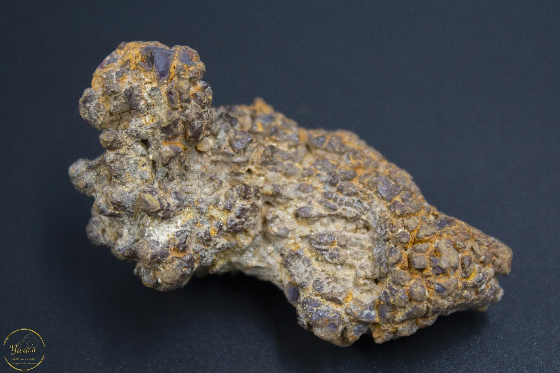 Coproliet / fossiele schildpadpoep (Madagascar) -39 gram - Image 3