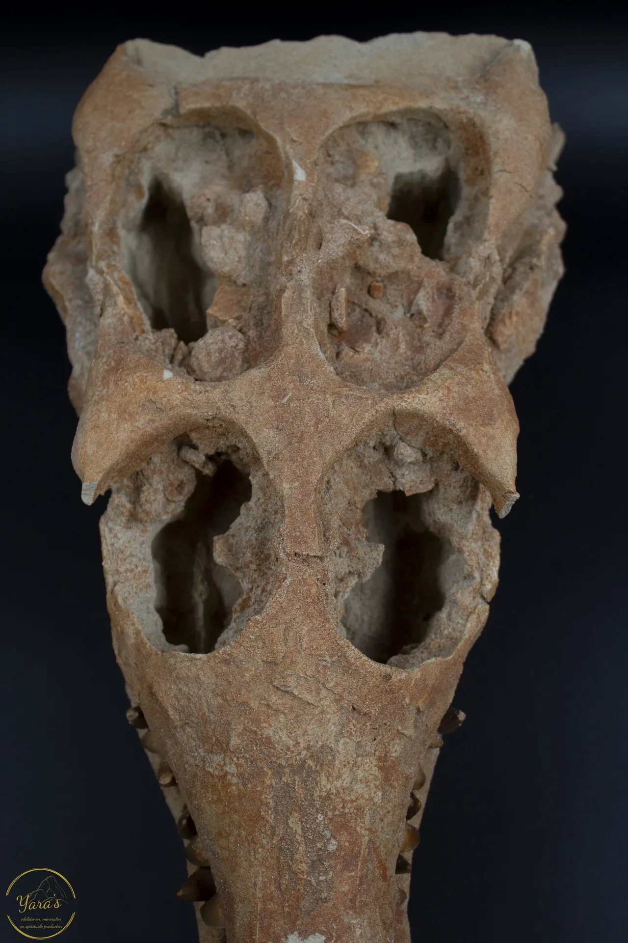 Krokodil Schedel Marokko 6.55 kg - Image 6