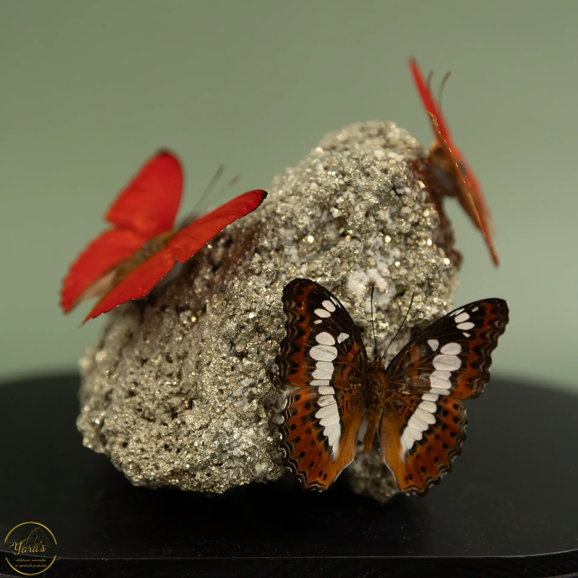 Ruwe Pyriet cluster met Cymothoe sangaris en mix vlinders - Afbeelding 2