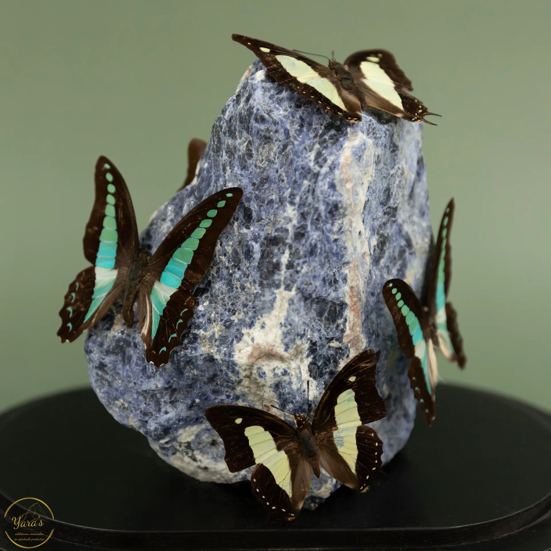 Ruwe Sodaliet met Graphium Sarpedon en mix vlinders - Image 2