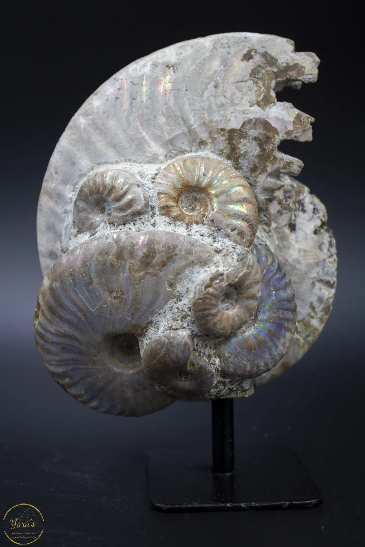 Ammonites on a stand, 600 grams