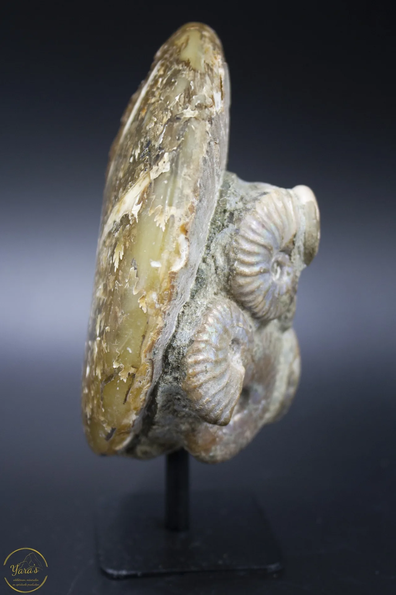 Ammonieten op standaard 622 gram - Image 6