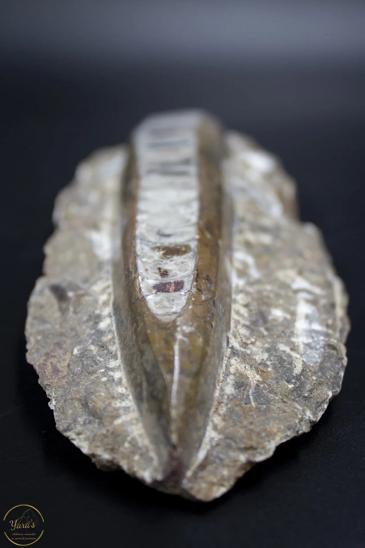 Orthoceras ruw 438 gram - Afbeelding 2