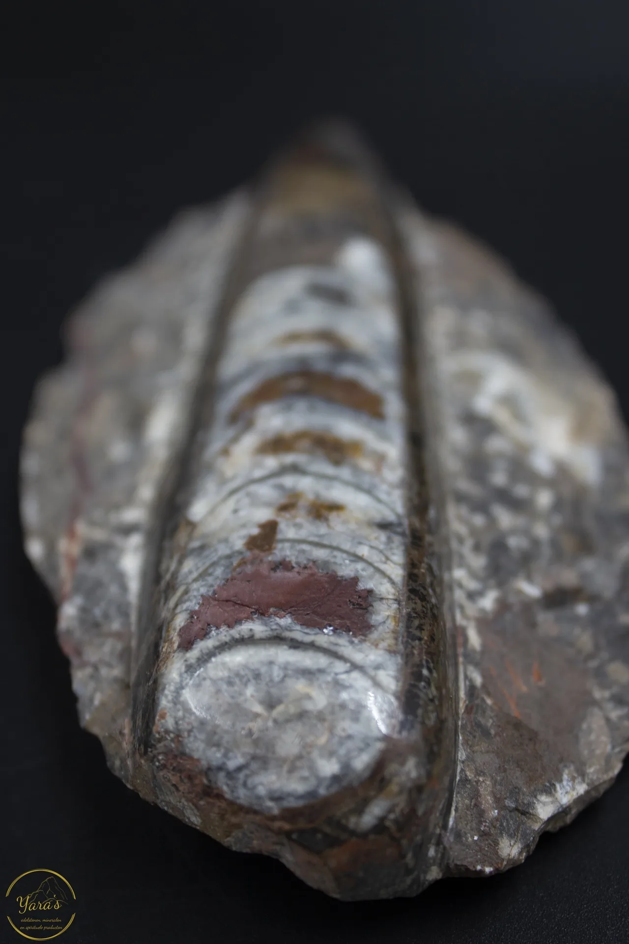 Orthoceras ruw 414 gram - Image 3