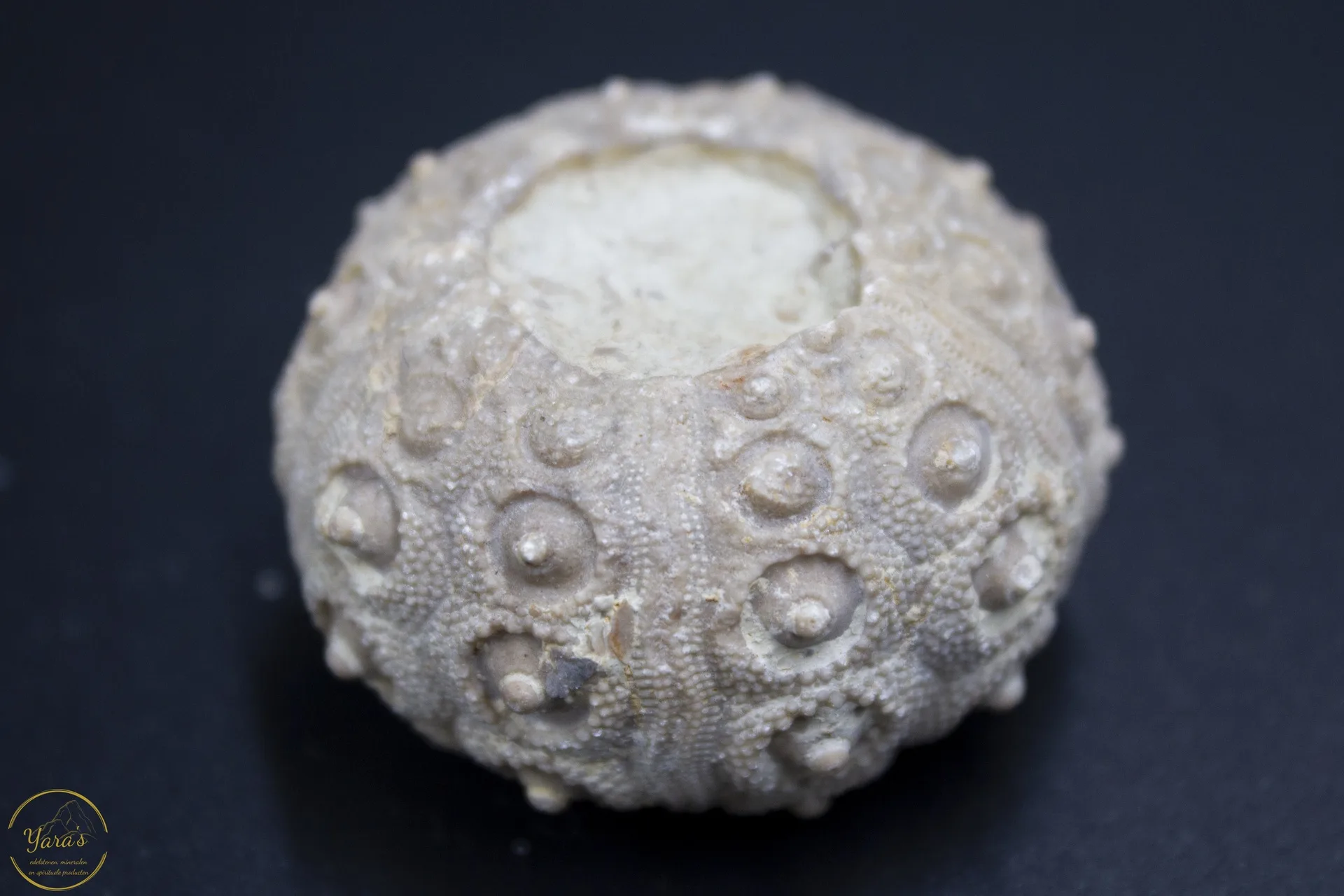 Zee-egel fossiel - Image 4