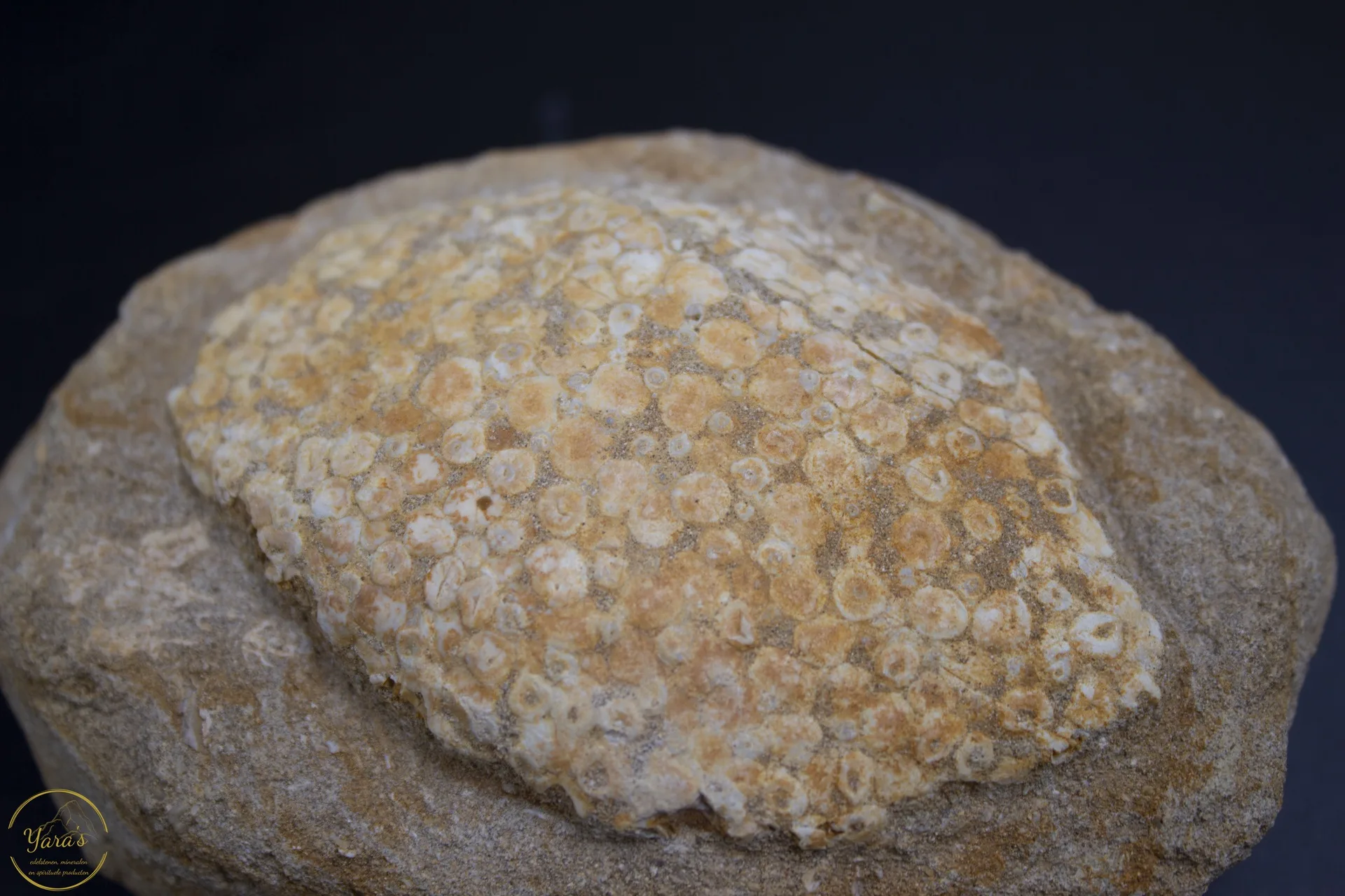 Schubben Fossiel 592 gram - Afbeelding 2