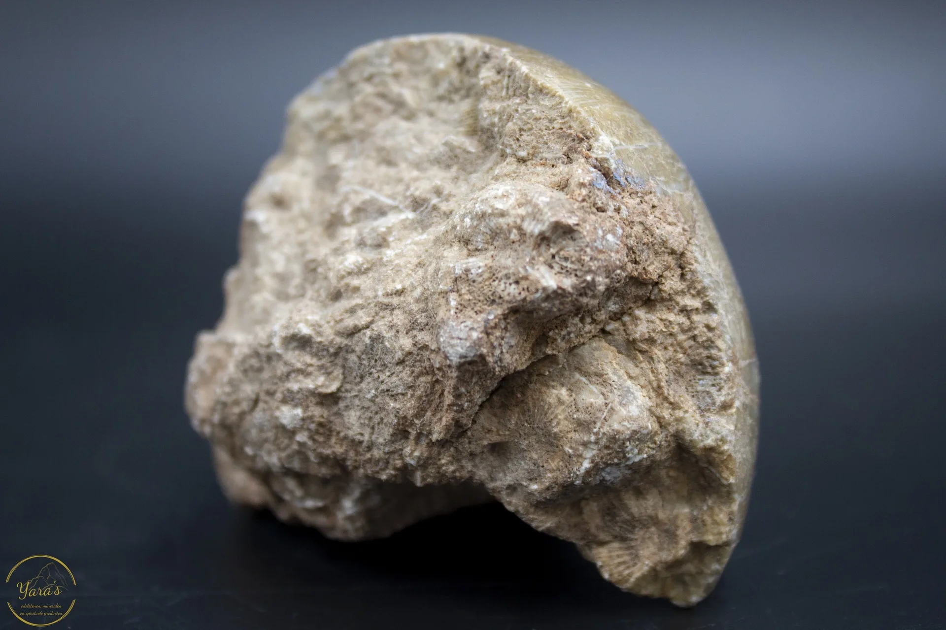 Fossiel Koraal 332 gram - Afbeelding 2