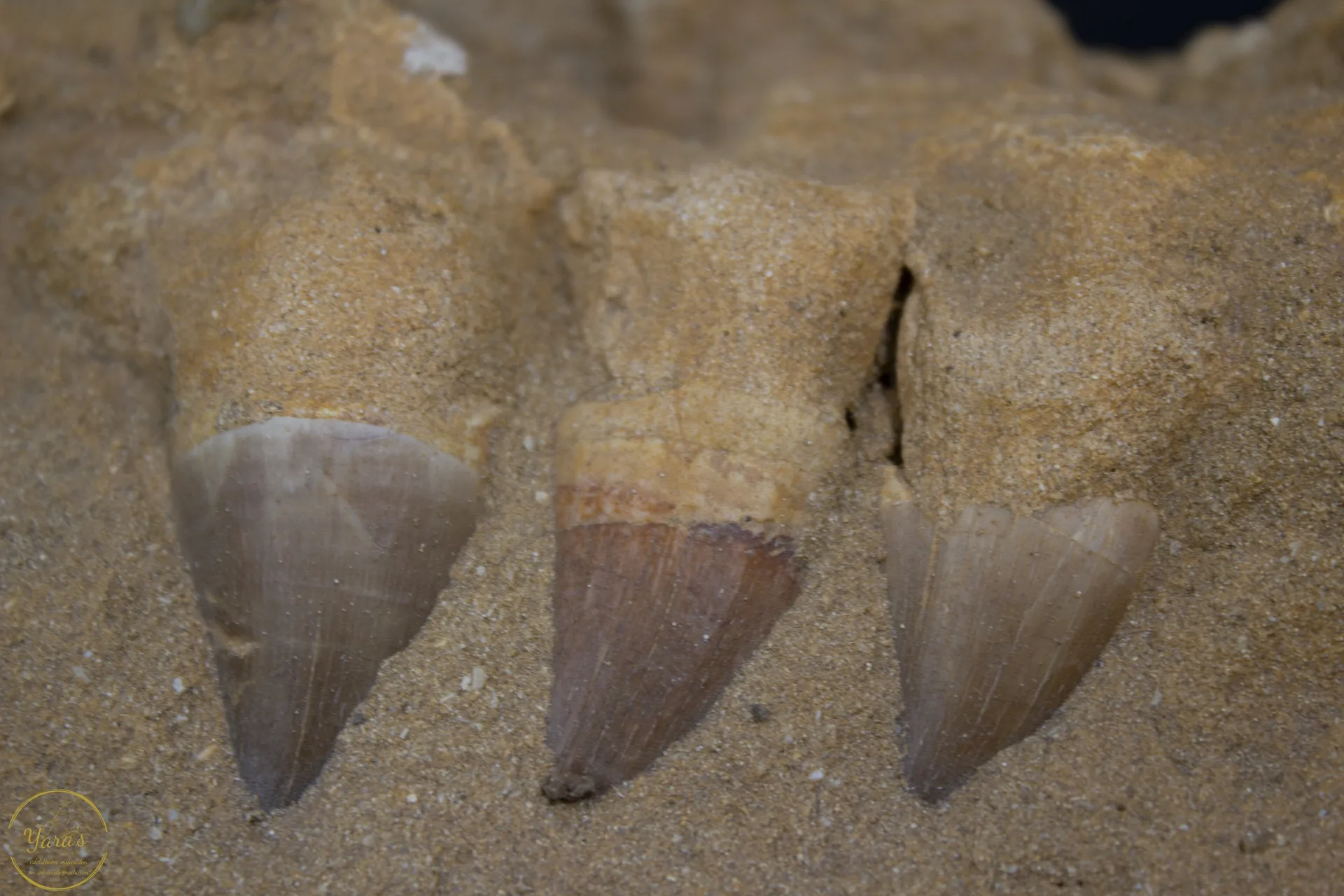 Mosasaurus kaak in sediment – Khourigba, Marokko - Image 2