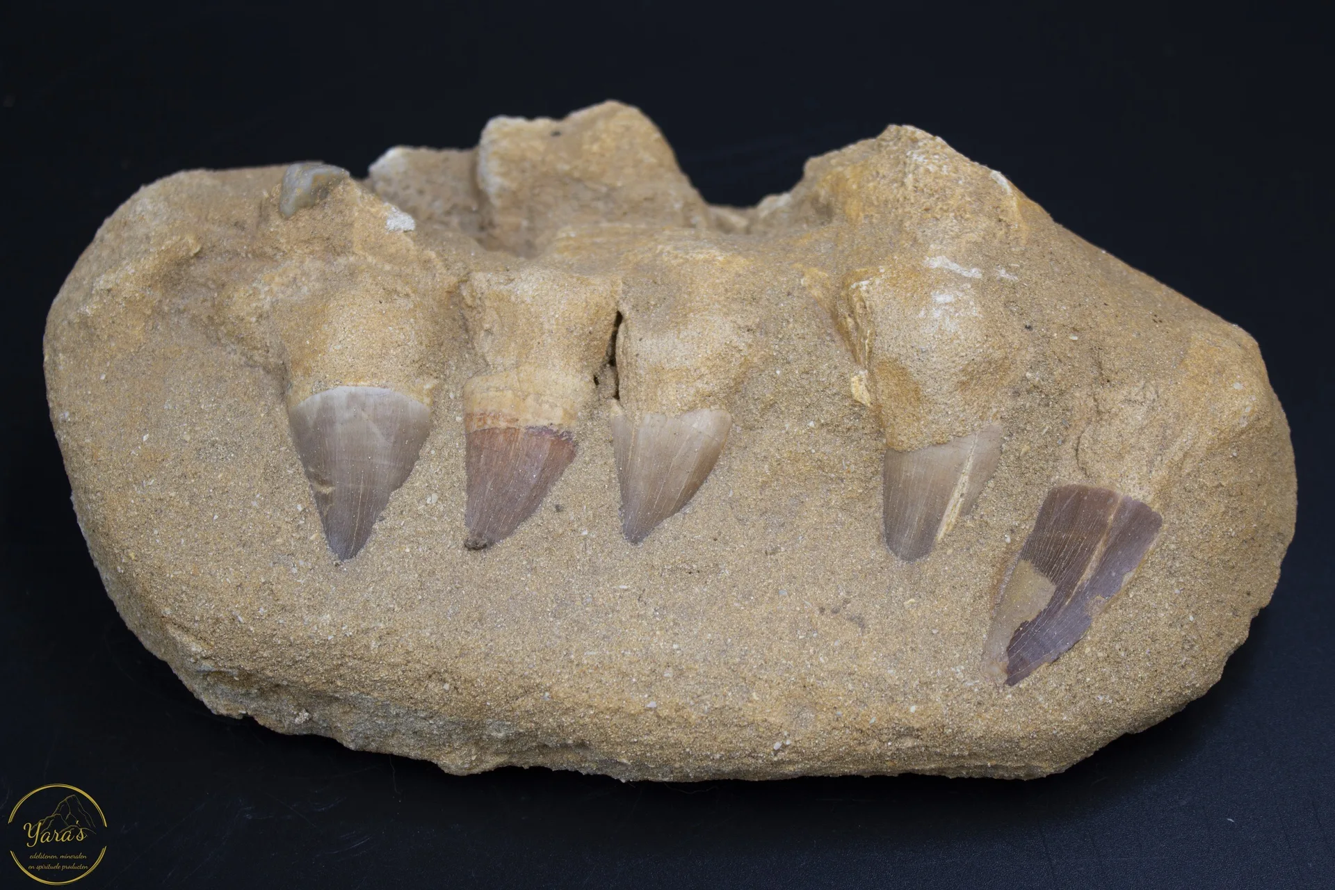 Mosasaurus kaak in sediment – Khourigba, Marokko