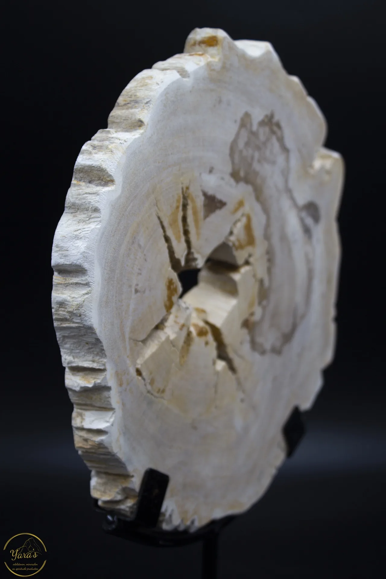 Versteend hout schijf op standaard 2.13kg - Image 3