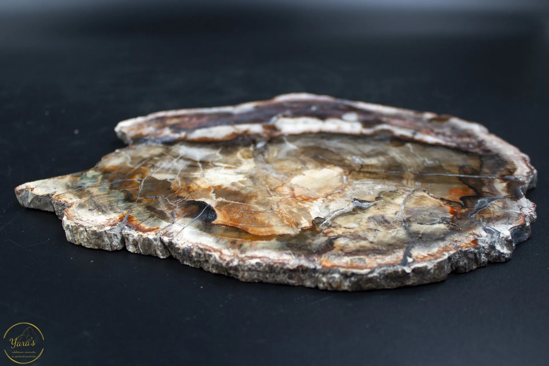 Versteend hout schijf 602 gram uit Madagaskar - Afbeelding 2