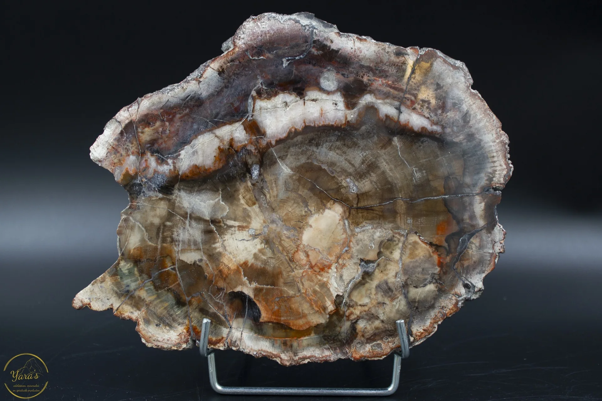 Versteend hout schijf 602 gram uit Madagaskar