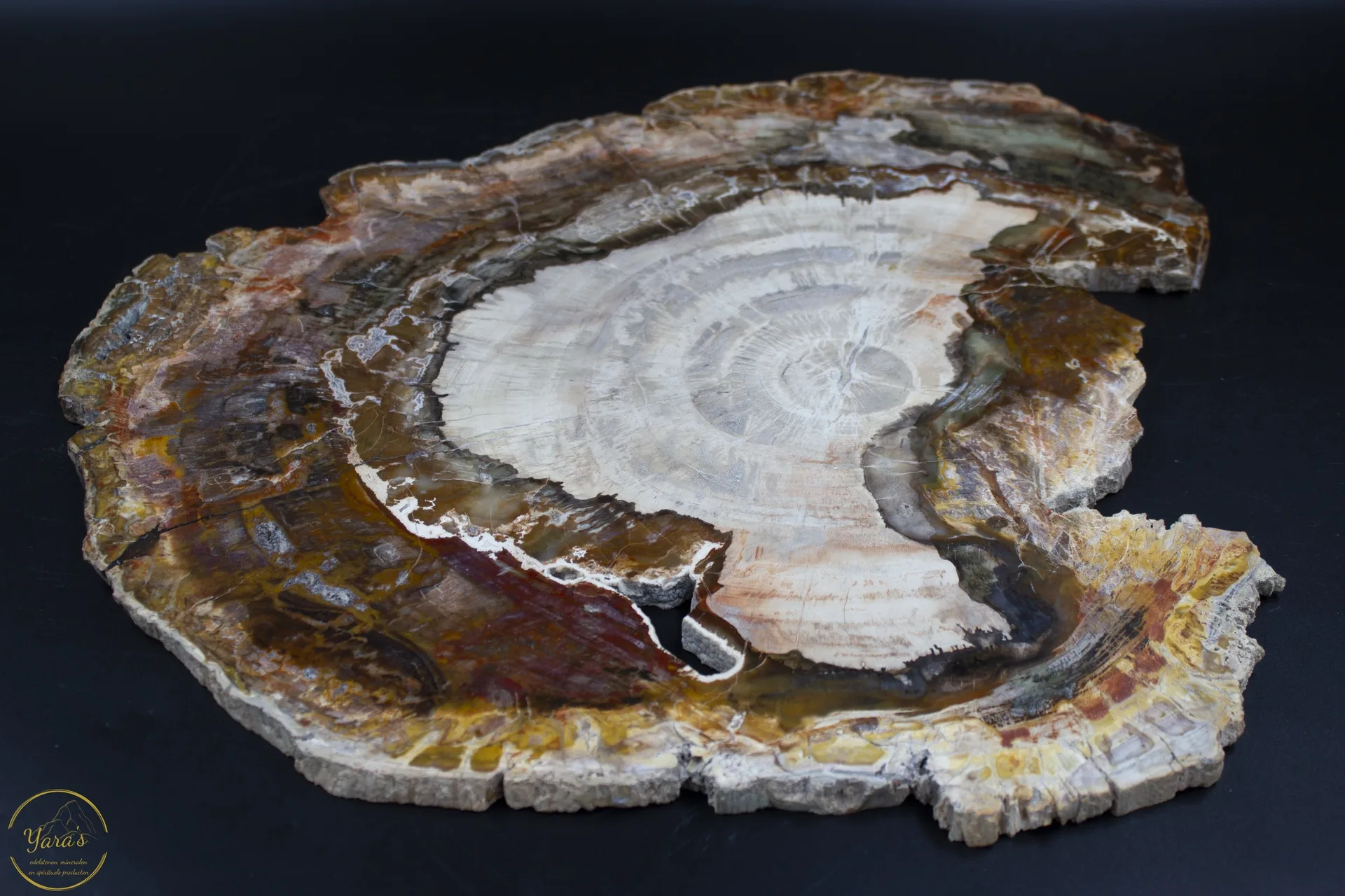 Versteend hout schijf 2,99kg uit Madagaskar - Image 2