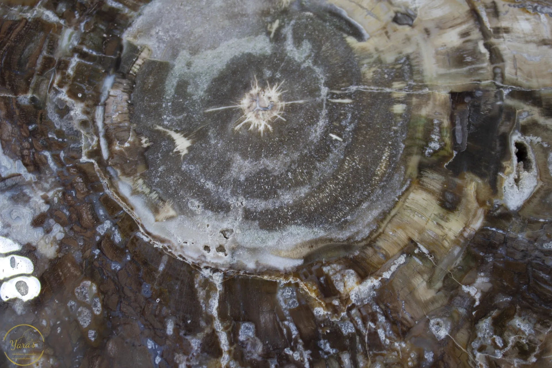 Versteend hout schijf 3.7kg uit Madagaskar - Image 3