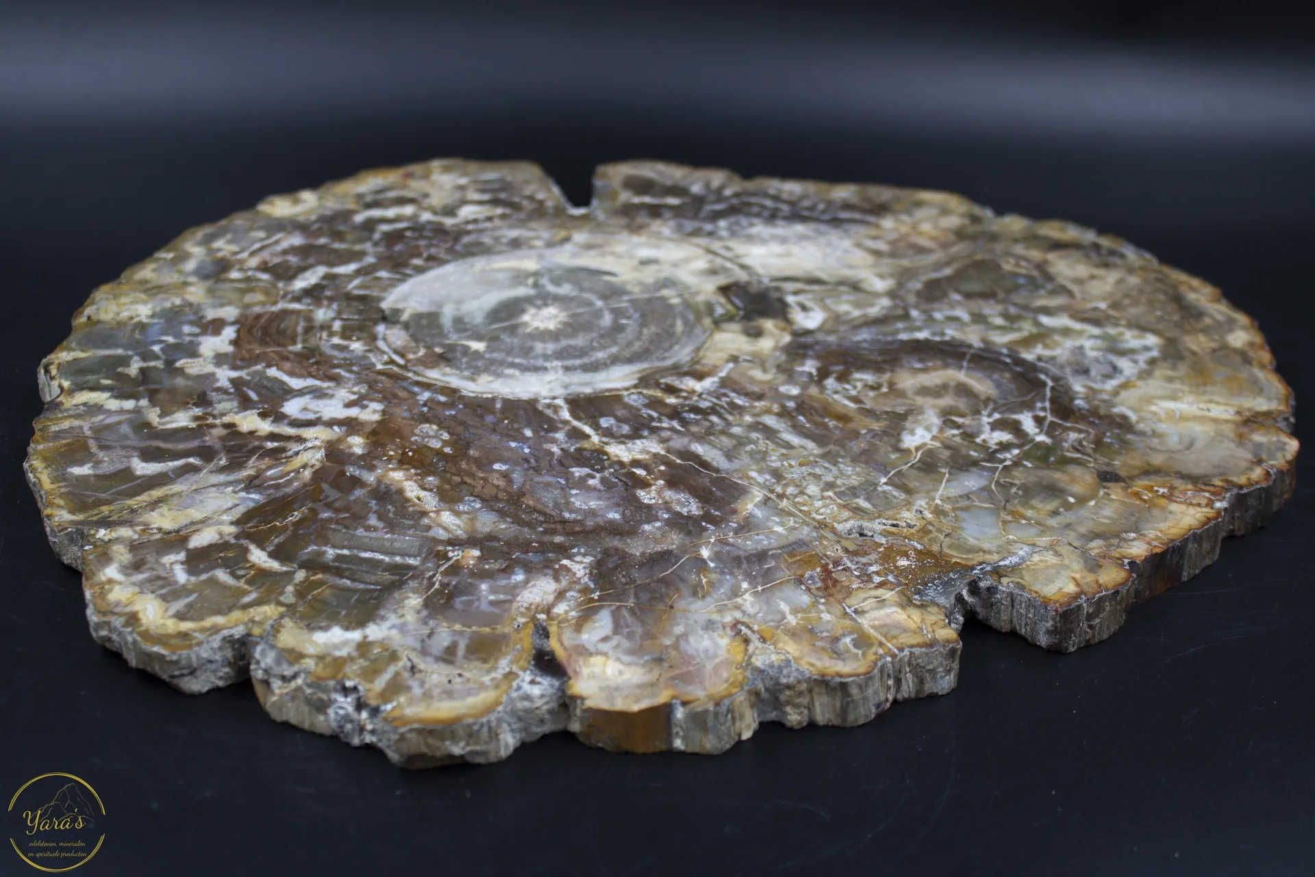 Versteend hout schijf 3.7kg uit Madagaskar - Image 2