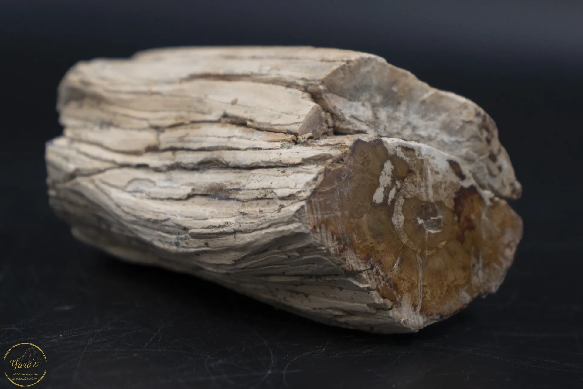 Versteend hout stammetje uit Madagascar - 202 gram - Afbeelding 2
