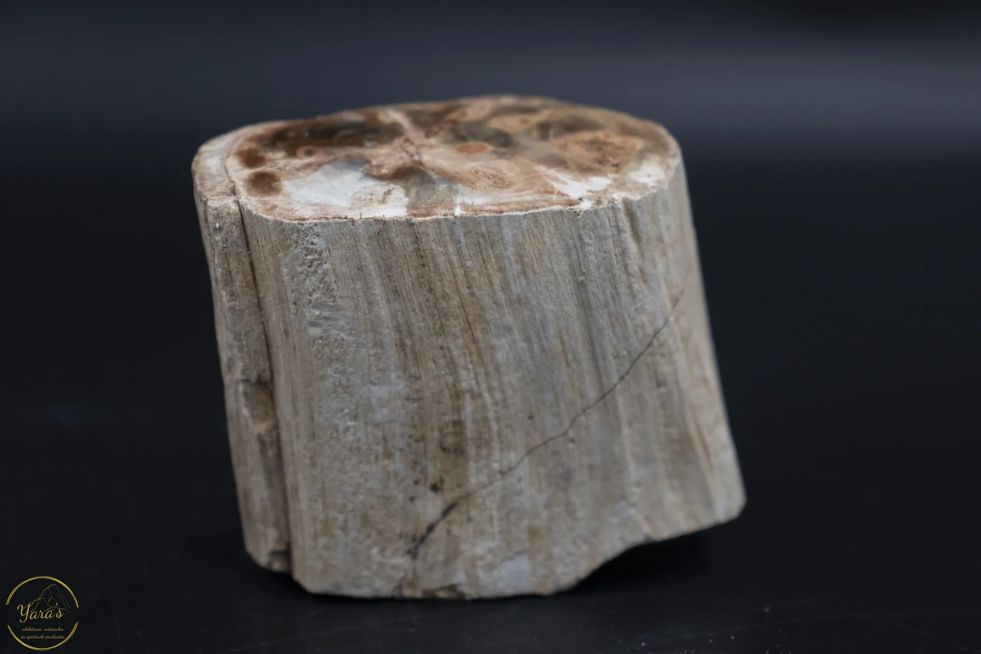 Versteend hout stammetje uit Madagascar - 170 gram - Afbeelding 3
