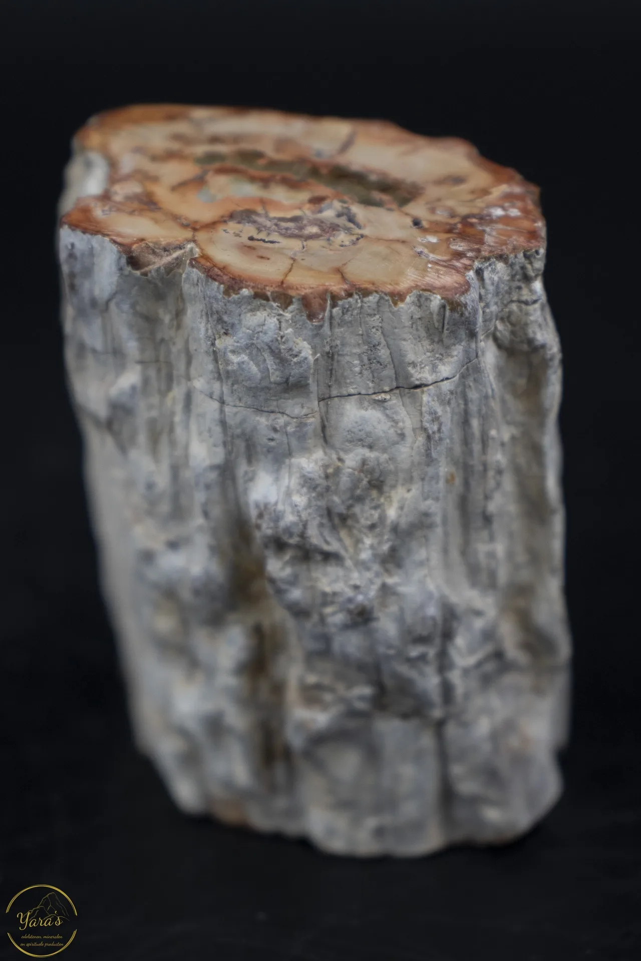 Versteend hout stammetje uit Madagascar - 130 gram - Afbeelding 2