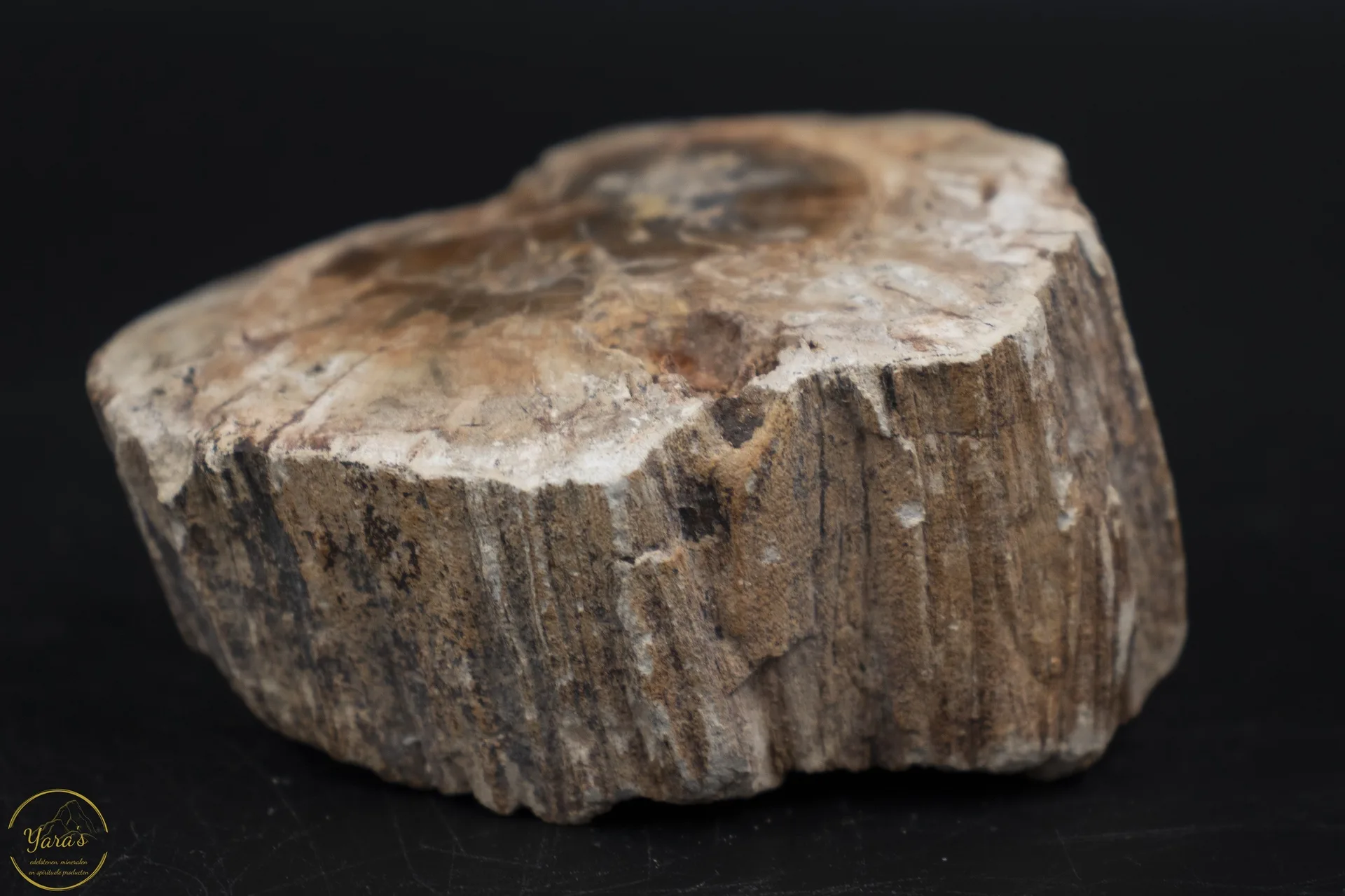 Versteend hout stammetje uit Madagascar - 112 gram