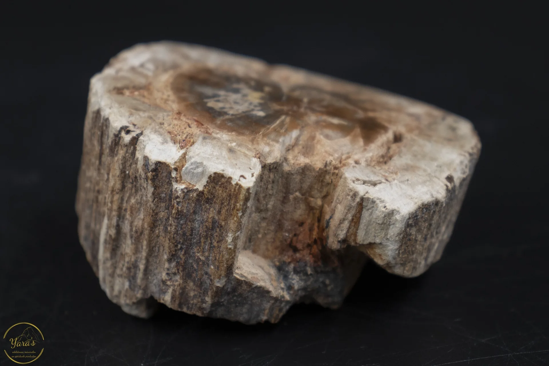 Versteend hout stammetje uit Madagascar - 112 gram - Image 2