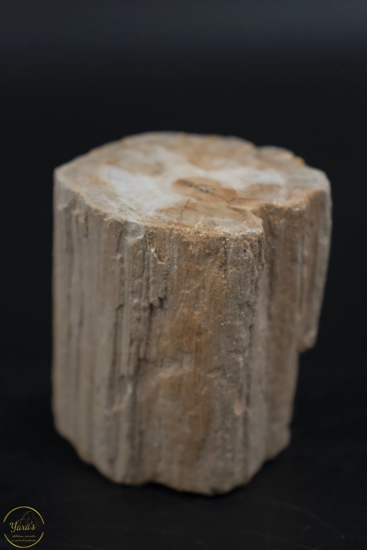 Versteend hout stammetje uit Madagascar - 104 gram - Image 2
