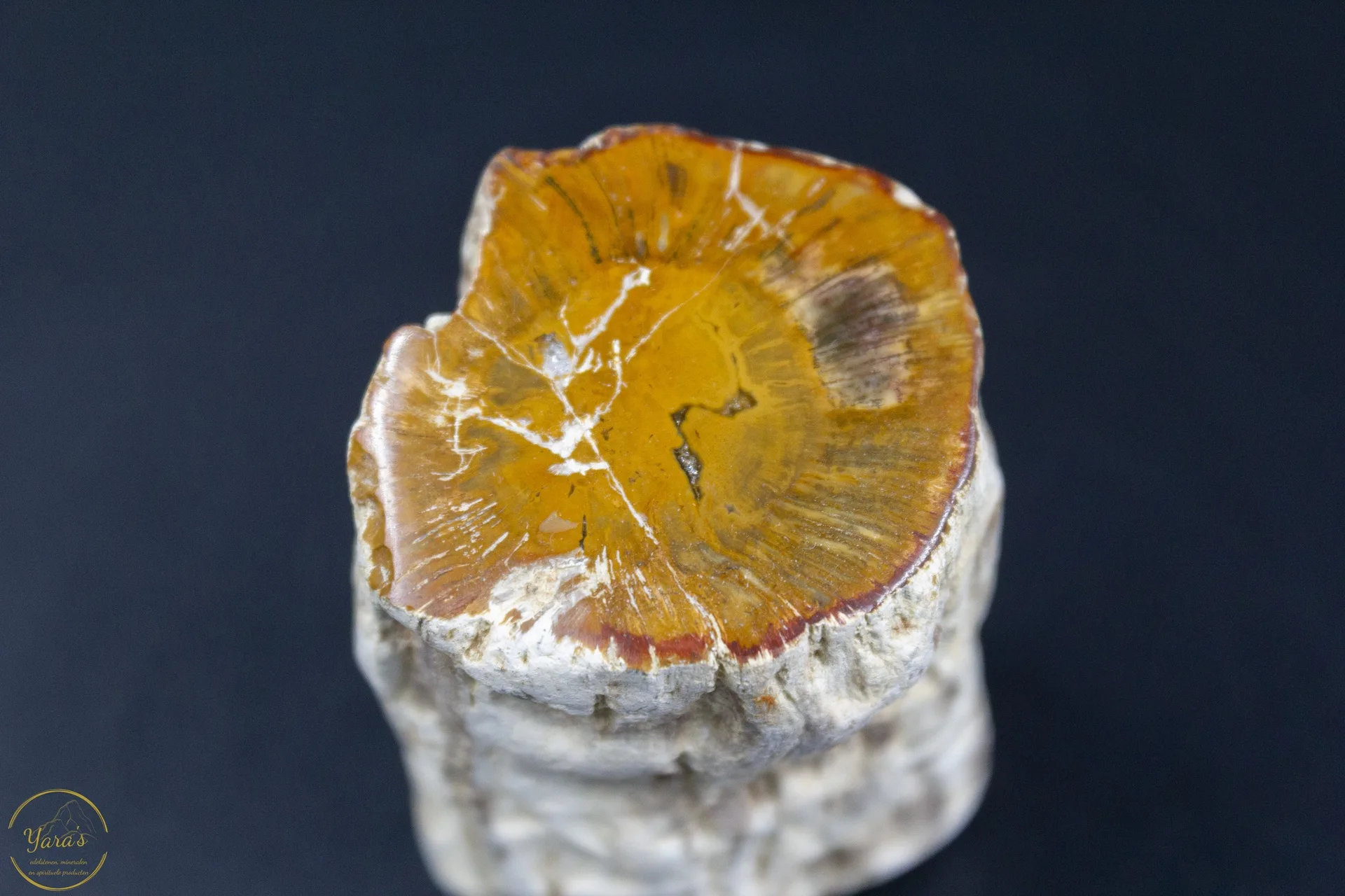 Versteend Hout Stronkje 146 gram - Afbeelding 3