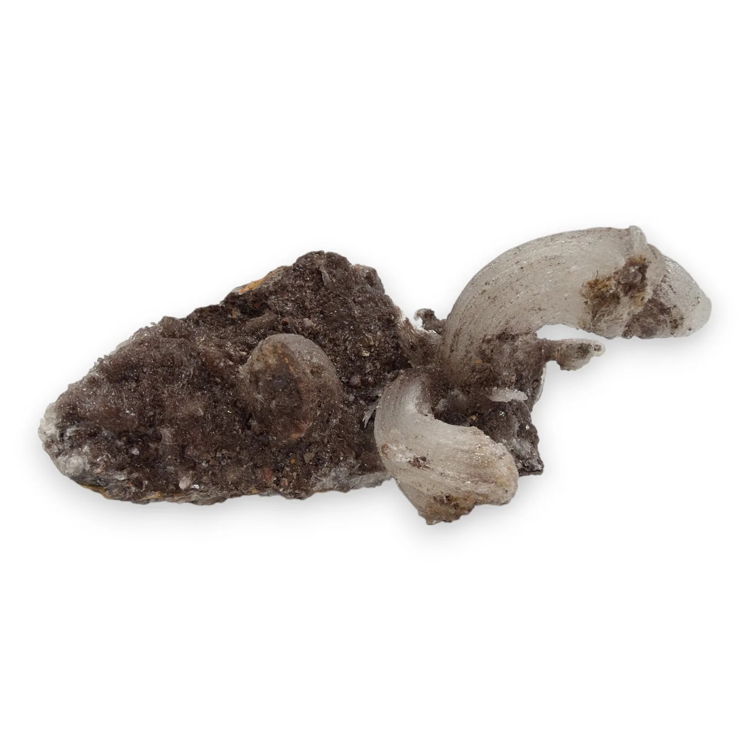 Ramshoorn Seleniet ruw - 740 gram - Image 3