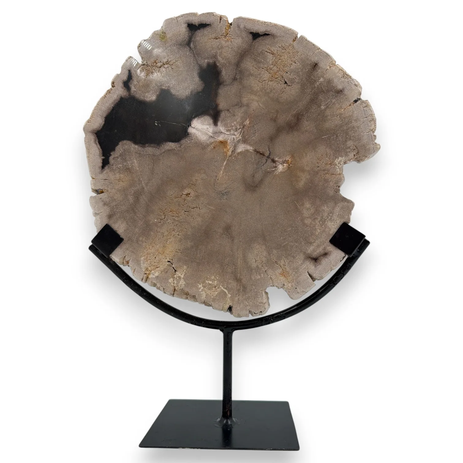 Versteend hout schijf op standaard 2.43kg - Afbeelding 2