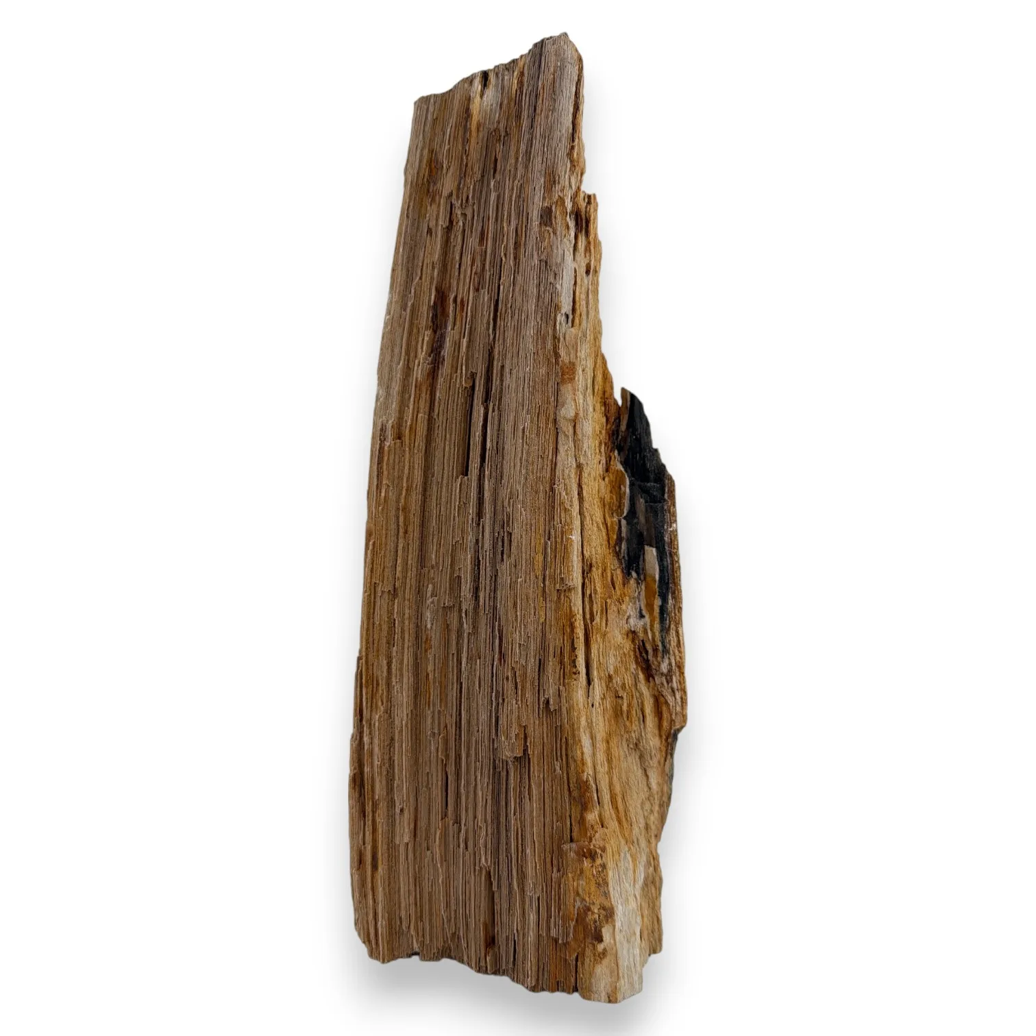 Versteend druzy hout uit Indonesië - 2.69 kg - Image 3