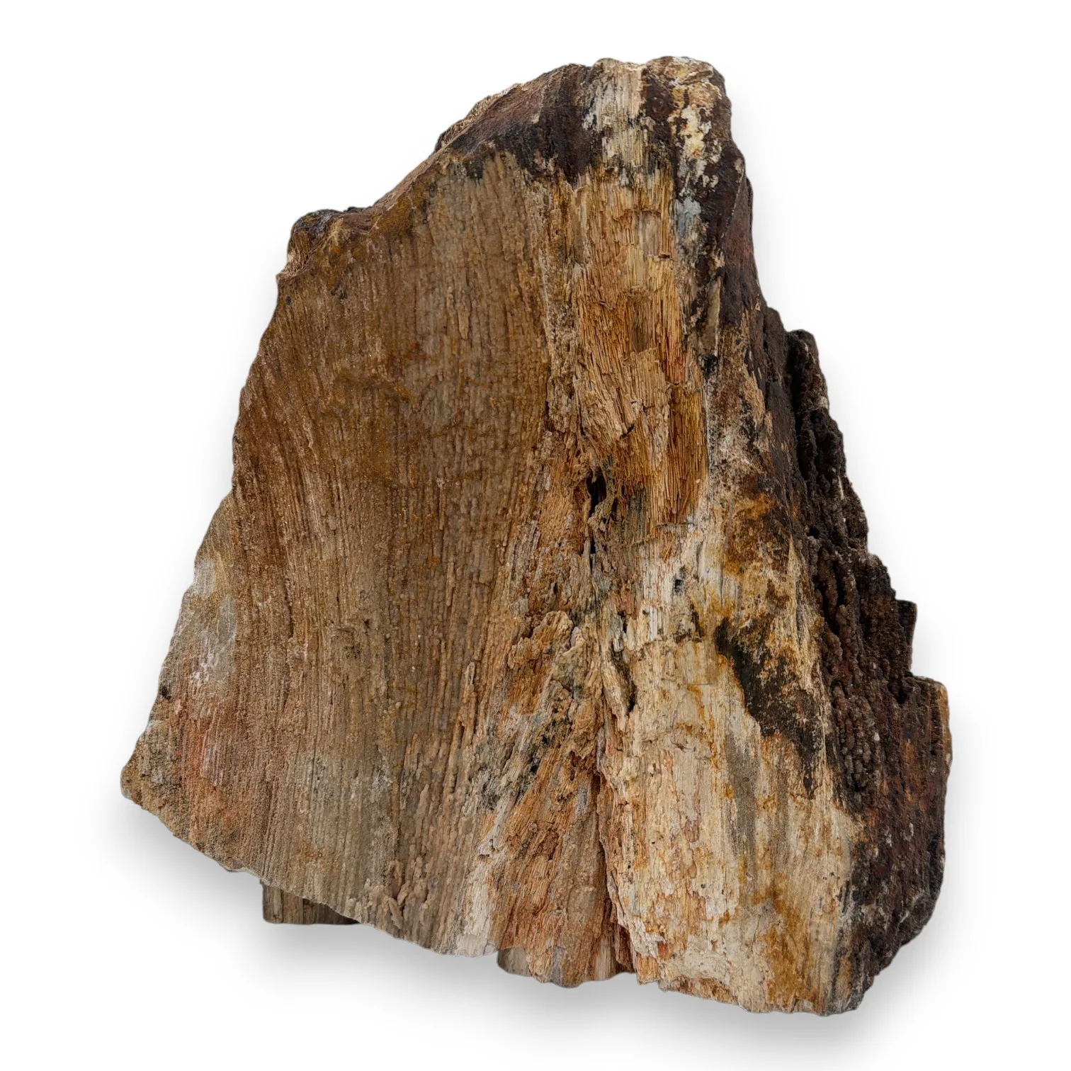 Versteend druzy hout uit Indonesië - 14.82kg - Image 3