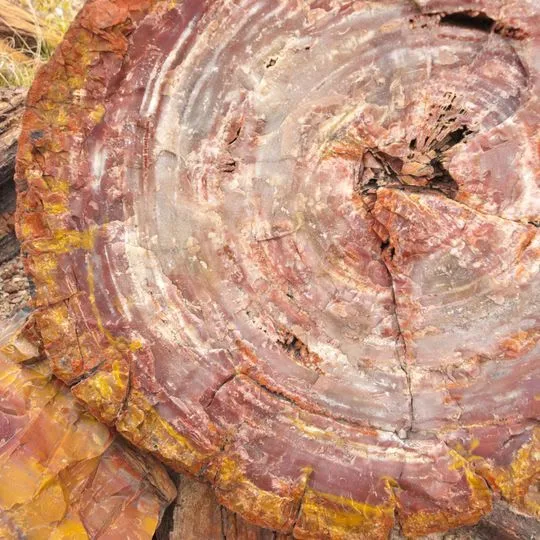 Petrified Wood
